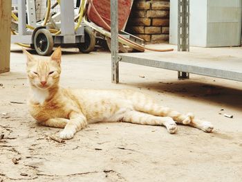 Cat resting outdoors