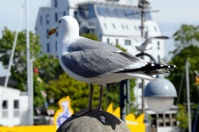 Seagull perching on a car