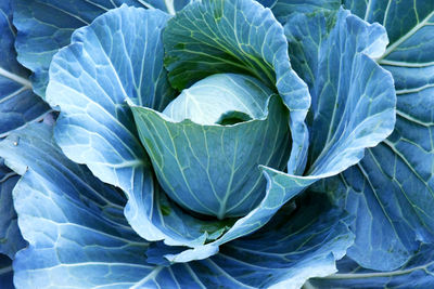 Full frame shot of cabbage