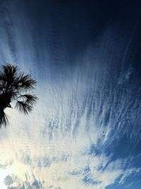 Low angle view of palm trees against blue sky