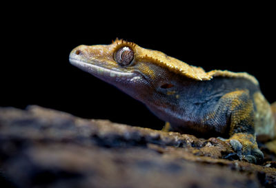 Close-up of lizard