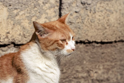 Close-up of a cat looking away