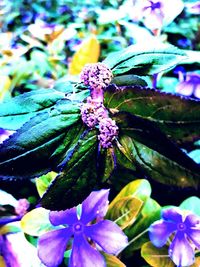 Close-up of purple flowers