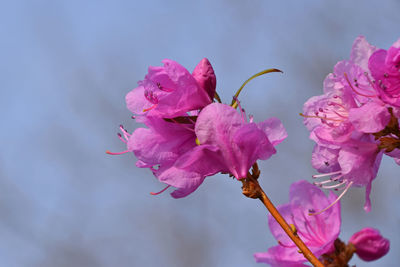 Close-up of pink flowers