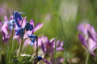 Close-up of purple flowers blooming outdoors