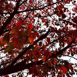 Low angle view of trees