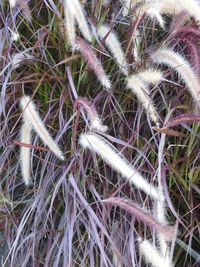 Full frame shot of plants