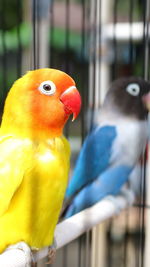 Close-up of parrot perching in cage