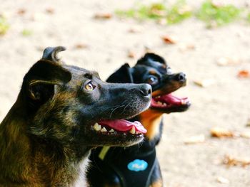 Close-up of dog