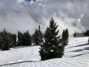 Pine trees on snow covered land against sky