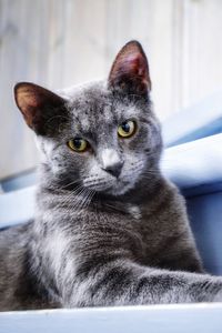 Close-up portrait of a cat