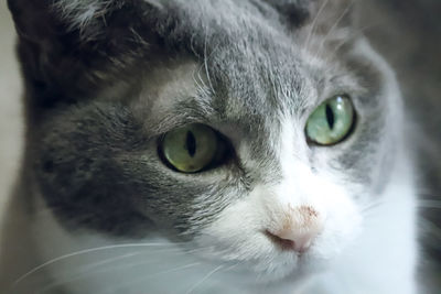Close-up of cat