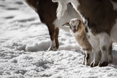 Goats standing on snow covered field