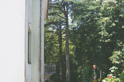 View of trees against sky