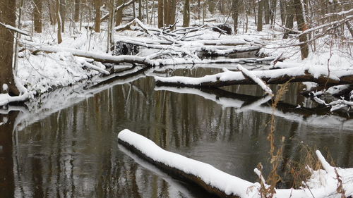 View of frozen lake in forest