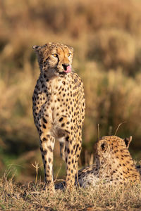 Cheetah close up, acinonyx jubatus, masai mara reserve, kenya