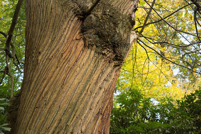 Low angle view of tree trunk in forest