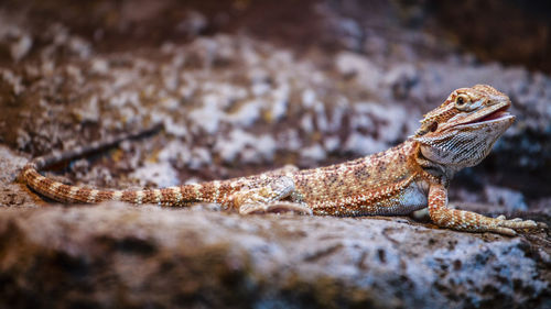 Close-up of lizard