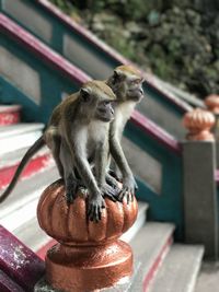 Close-up of monkey