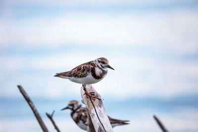 Nesting ruddy turnstone wading bird arenaria interpres along the shoreline of barefoot beach