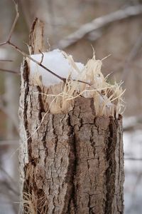 Close-up of dry leaf on tree trunk