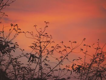 Low angle view of silhouette tree against orange sky