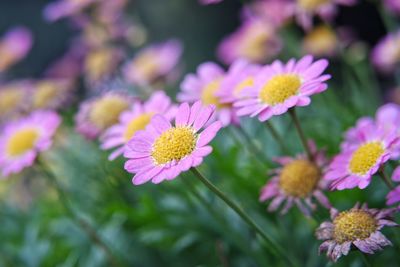 Close-up of white daisy flowers