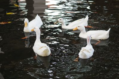 Swans swimming in lake