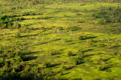 Scenic view of green landscape