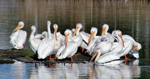 Flock of birds in water