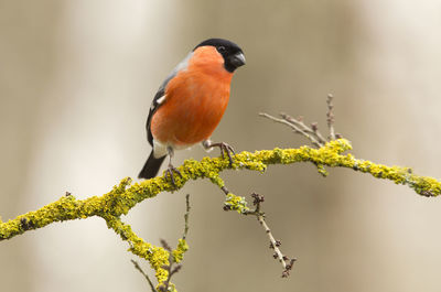 Close-up of bird perching on branch