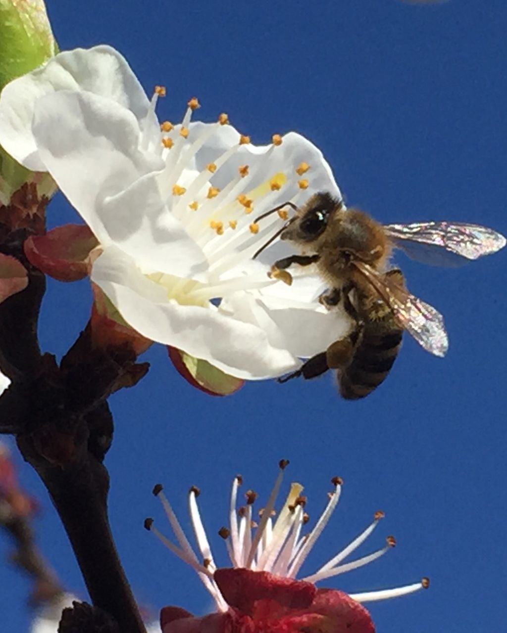 CLOSE-UP OF INSECT ON FLOWERS