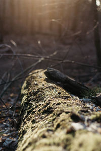 Close-up of fallen tree trunk