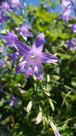 Close-up of purple flowers blooming outdoors