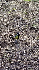 High angle view of bird perching on leaf