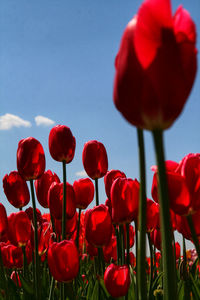 Close-up of red poppy flowers against sky