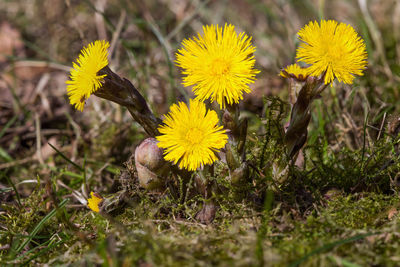 Close-up of yellow flowering plant