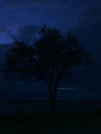 Silhouette of trees at dusk