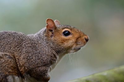 Close-up of squirrel