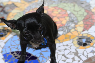 Close-up portrait of black puppy