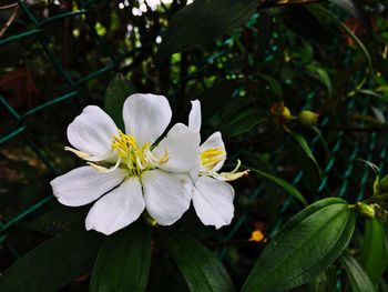 Close-up of white flowering plant