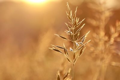 Close-up of dry plant on field