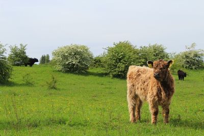 Sheep standing in a field