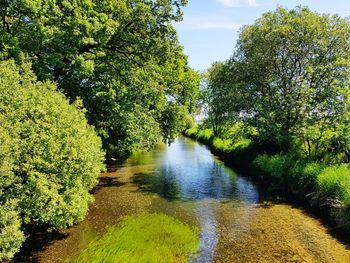 Scenic view of river amidst trees against sky