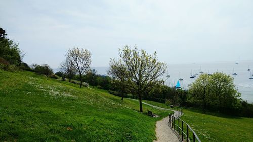 Panoramic shot of trees on landscape against sky