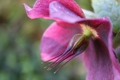 Close-up of pink flowers