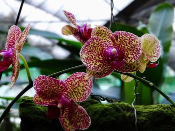 Close-up of pink orchids on plant