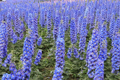 Close-up of purple flowering plants on field