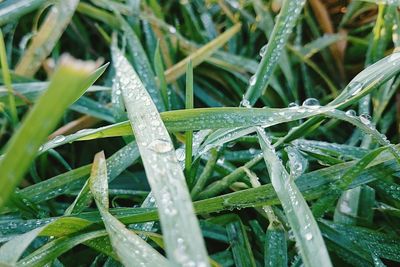 Full frame of water drops on grass