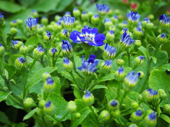 Close-up of purple flowering plants